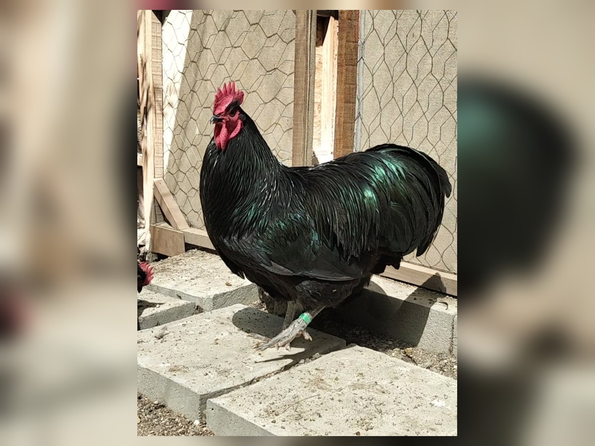 Huevos fértiles Australorp
