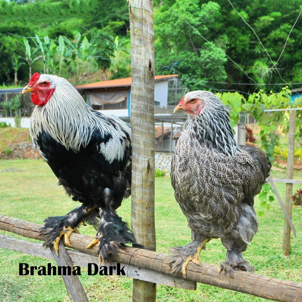 Huevos fértiles Brahma