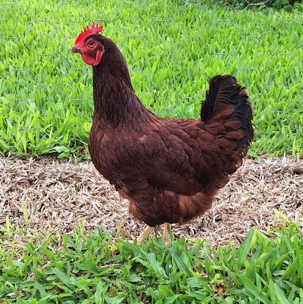Huevos fértiles Rhode Island Red