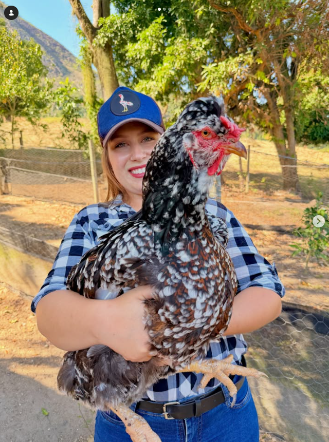 Huevos fértiles GSB (Gallina Sertaneja Balão)